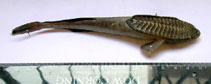 Image of Remora osteochir (Marlin sucker)