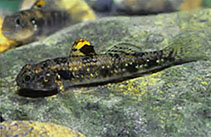 Image of Redigobius oyensi 