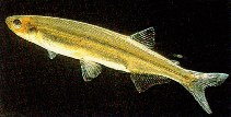 Image of Retropinna retropinna (Cucumberfish)