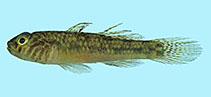 Image of Redigobius tambujon 