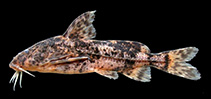 Image of Rhinodoras armbrusteri 