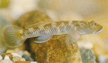 Image of Rhinogobius brunneus (Amur goby)