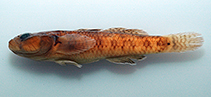 Image of Rhinogobius changtinensis 