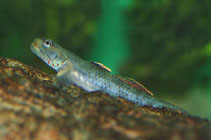 Image of Rhinogobius chiengmaiensis (Chiangmai stream goby)