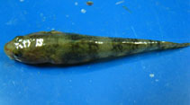 Image of Rhinogobius cliffordpopei 