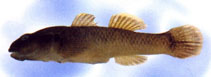 Image of Rhinogobius delicatus 