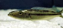 Image of Rhamphochromis esox 