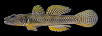 Image of Rhinogobius estrellae (Estrella goby)