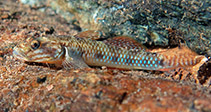 Image of Rhinogobius estrellae (Estrella goby)