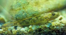 Image of Rhinogobius giurinus 