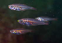 Image of Rhabdamia gracilis (Luminous cardinalfish)