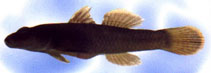 Image of Rhinogobius henchuenensis 