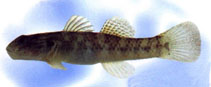 Image of Rhinogobius lanyuensis 