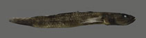 Image of Rhinogobius lithopolychroma 