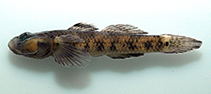 Image of Rhinogobius lungwoensis 