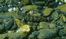 Image of Rhinogobius maculafasciatus 