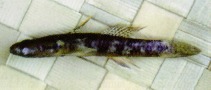 Image of Rhinogobius mekongianus 