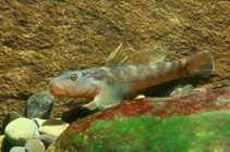 Image of Rhinogobius formosanus 