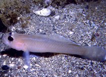 Image of Rhinogobiops nicholsii (Blackeye goby)