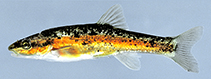 Image of Rhinichthys obtusus (Western blacknose dace)