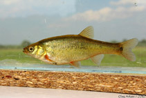 Image of Rhynchocypris percnura (Lake minnow)