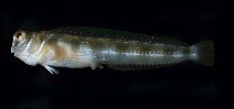 Image of Rhabdoblennius rhabdotrachelus (Barchin blenny)