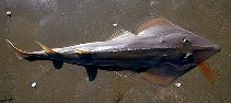 Image of Rhinobatos rhinobatos (Common guitarfish)