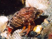 Image of Rhamphocottus richardsonii (Grunt sculpin)