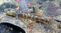 Image of Rhinogobius tandikan (Tandikan goby)