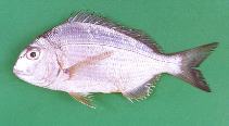 Image of Rhabdosargus thorpei (Bigeye stumpnose)