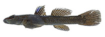 Image of Rhinogobius yaima 