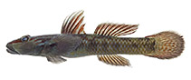 Image of Rhinogobius yonezawai 