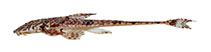 tn_Ribuc_u0.jpg