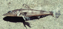 Image of Rogadius asper (Olive-tailed flathead)