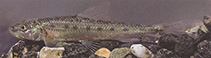 Image of Romanogobio ciscaucasicus (North Caucasian longbarbel gudgeon)