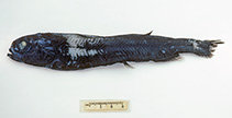 Image of Rouleina eucla (Eucla slickhead)