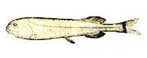 Image of Rouleina guentheri (Bordello slickhead)