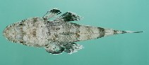 Image of Rogadius serratus (Serrated flathead)