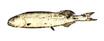 Image of Rouleina watasei 