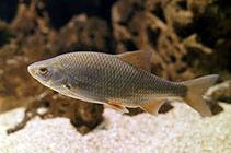 Image of Rutilus rutilus (Roach)