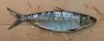 Image of Sardinella aurita (Round sardinella)