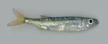 Image of Salmostoma boopis (Boopis razorbelly minnow)