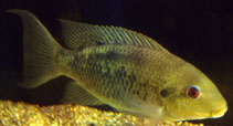 Image of Sarotherodon caudomarginatus 