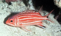 Image of Sargocentron cornutum (Threespot squirrelfish)