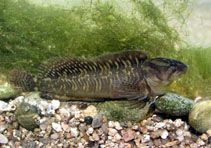 Image of Salariopsis fluviatilis (Freshwater blenny)