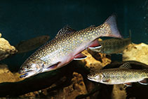 Image of Salvelinus fontinalis (Brook trout)