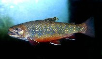 Image of Salvelinus fontinalis (Brook trout)