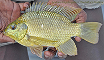 Image of Sarotherodon galilaeus (Mango tilapia)