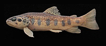 Image of Salmo kottelati (Antalya trout)