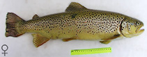 Image of Salmo labrax (Black Sea salmon)